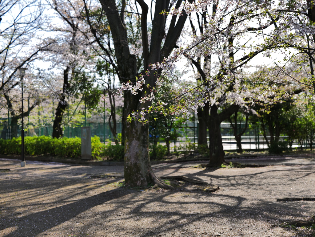 4月の朝に