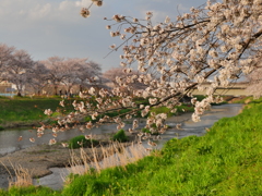 夕日を浴びる桜