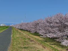 荒川沿いに桜なのだ