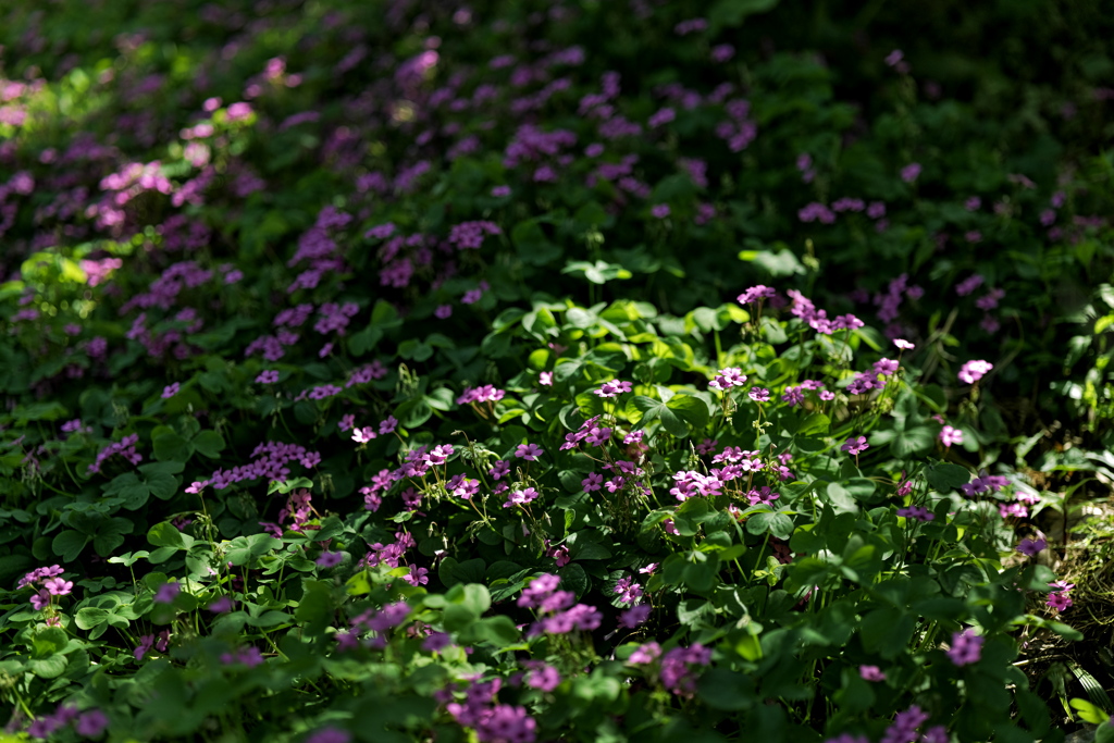 花の喜び