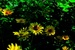人知れず黄色く咲く花