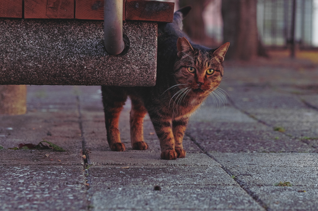 ノラの猫さん、鼻垂れる。