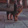 ノラの猫さん、鼻垂れる。