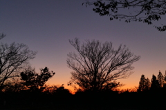 夕日と木々のシルエット