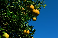 12月の柑橘類