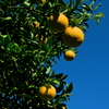 12月の柑橘類