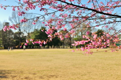 桜の下で孫と戯れる