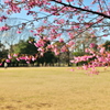 桜の下で孫と戯れる