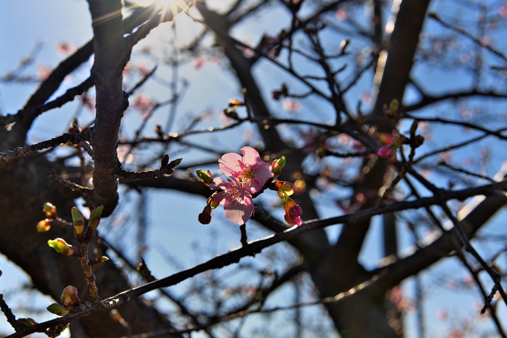花びらを太陽に