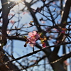 花びらを太陽に
