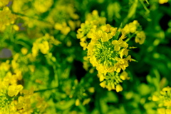 朝の菜の花