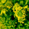 朝の菜の花