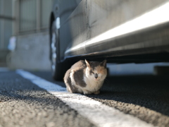 目を閉じて挨拶してくるノラの猫さん