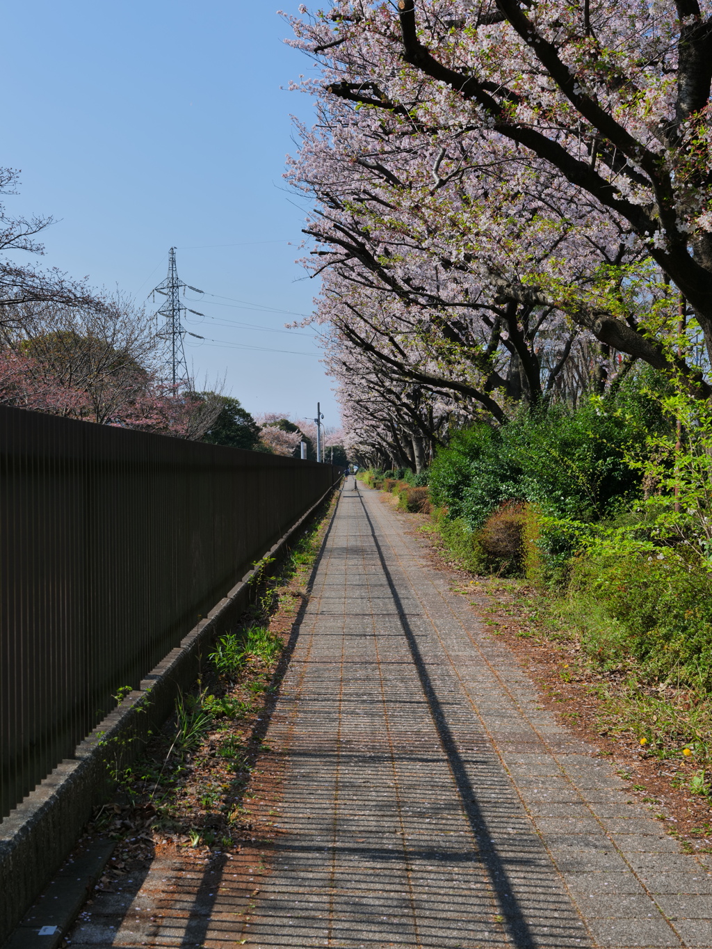 陸上自衛隊 朝霞駐屯地の横を走る一本道
