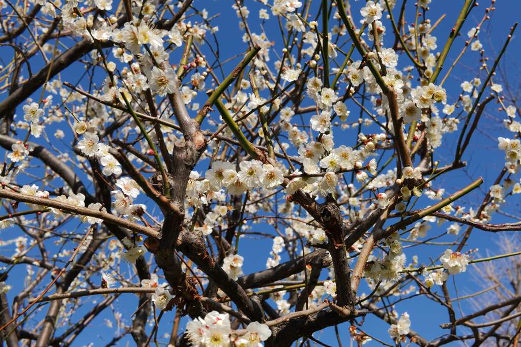 梅か桃か桜か