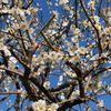 梅か桃か桜か