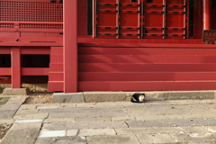 三芳野神社の猫様