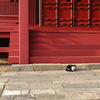 三芳野神社の猫様