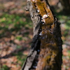 梅か桃か桜か