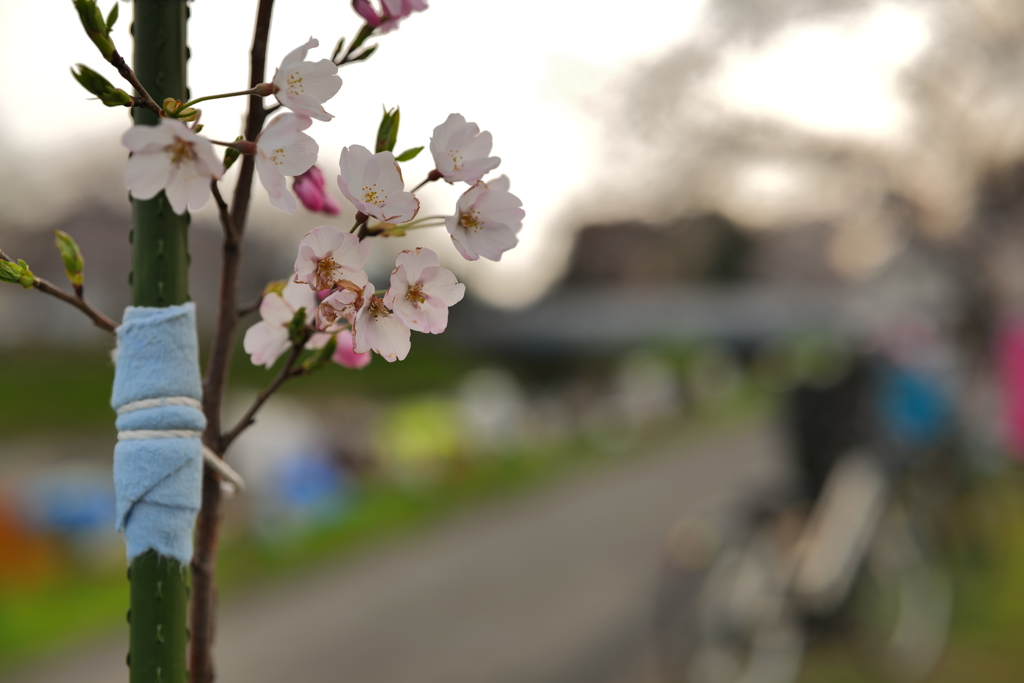桜