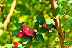 山茶花