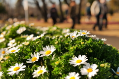 歩けない花と歩き去る人