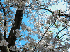 桜の美しさと眩しさ