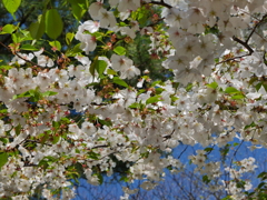 頭にかかるほど下まで咲く桜は、触れた耳に何かを囁く。