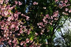 桜の花びらを追って視界を回せば