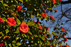 朝日に照らされる山茶花
