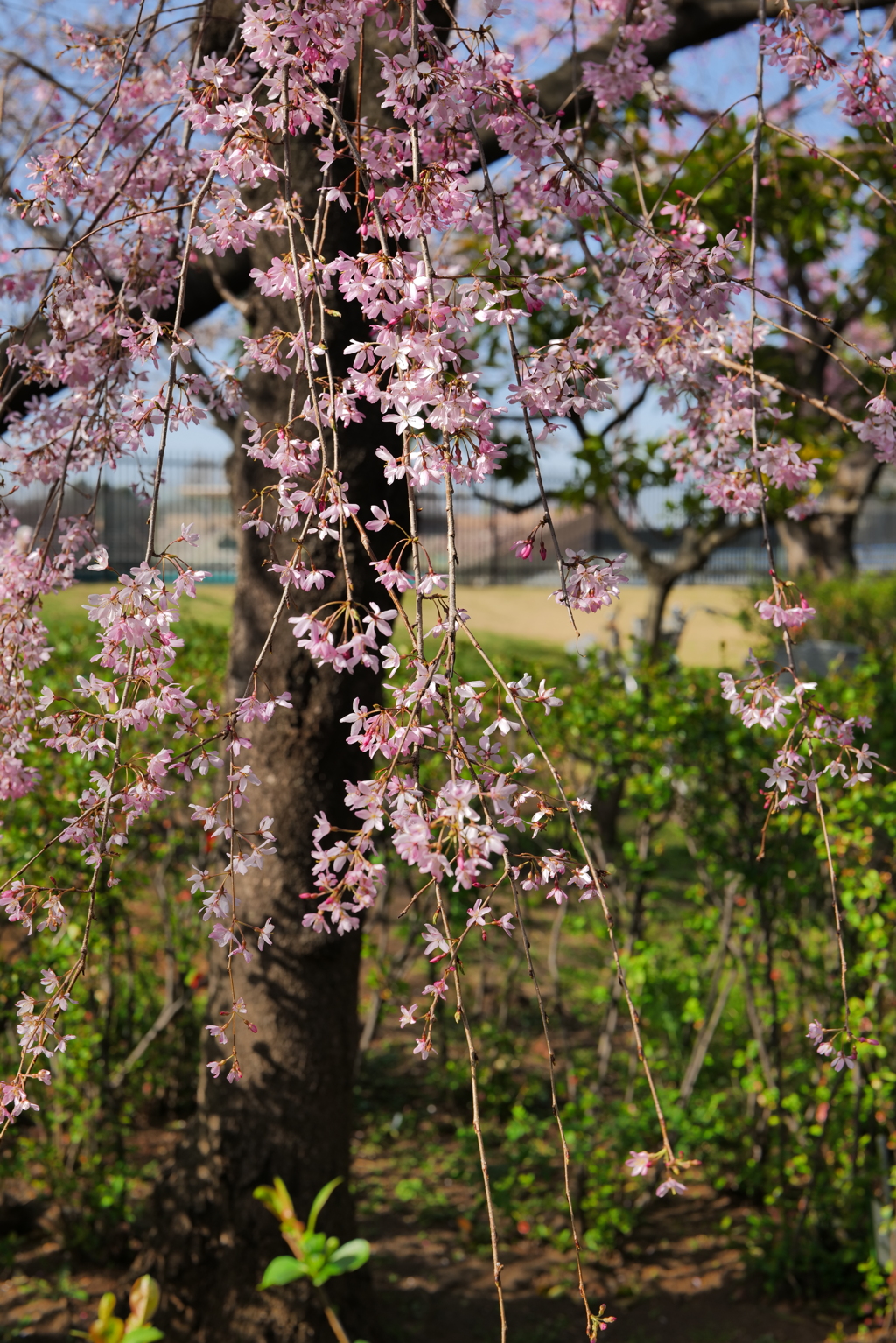 桜