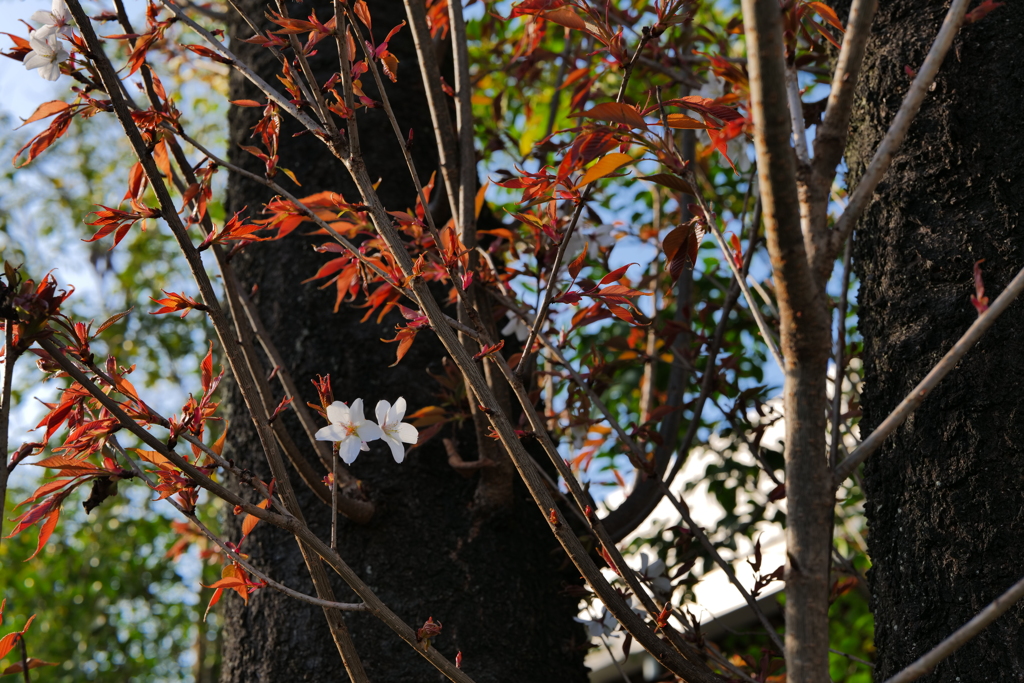 桜