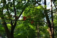 暑さと紅葉