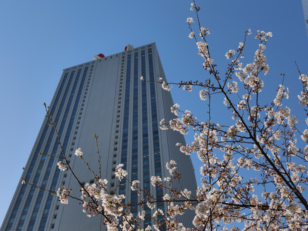 サンシャイン60と桜