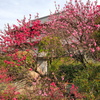 華やか