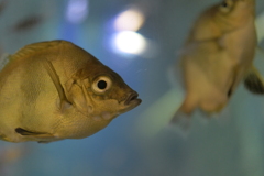 初対面なのに「また、お会いしましたね」と挨拶しに来る魚