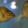 初対面なのに「また、お会いしましたね」と挨拶しに来る魚