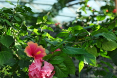 植物園のハワイ的な花