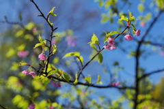 河津桜