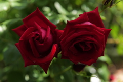 薔薇姉妹のプレッシャー