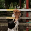 鼻を押すと、ベロを出す馬