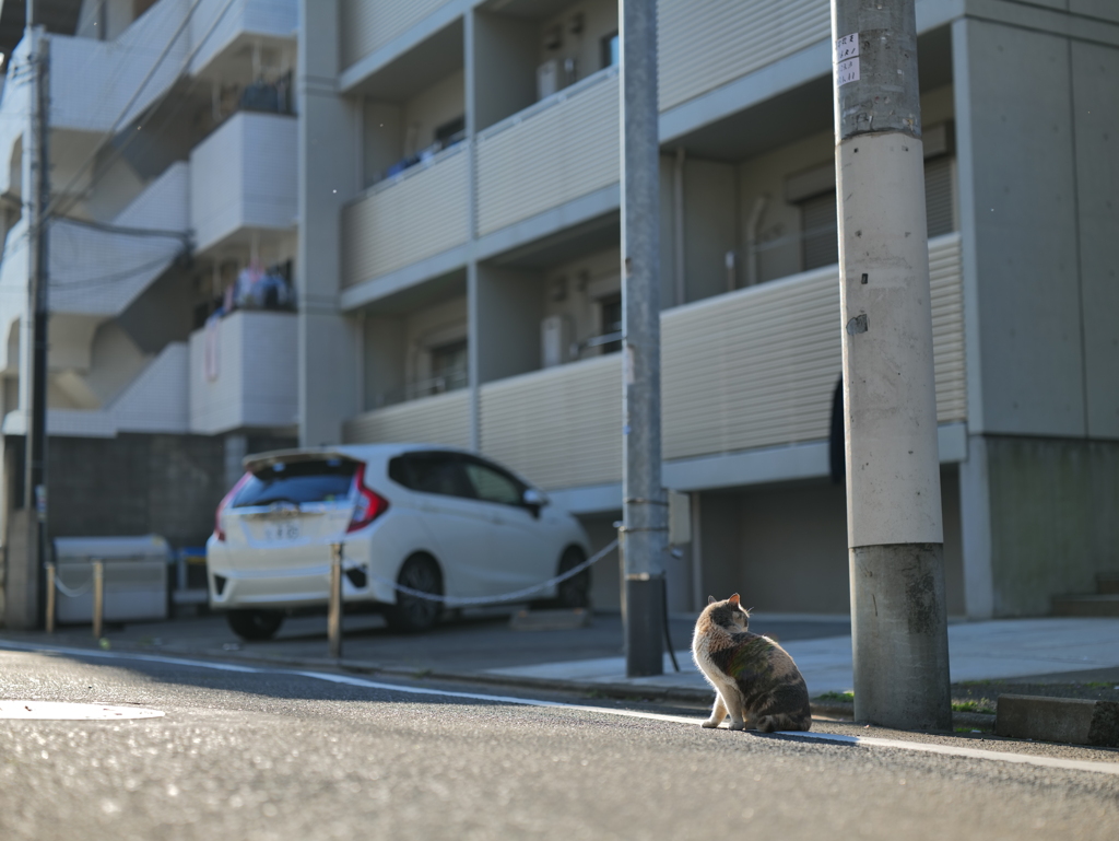 都会で生きる猫の背中