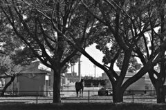 人間を発見した馬