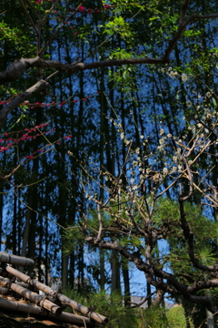 梅か桃か桜か