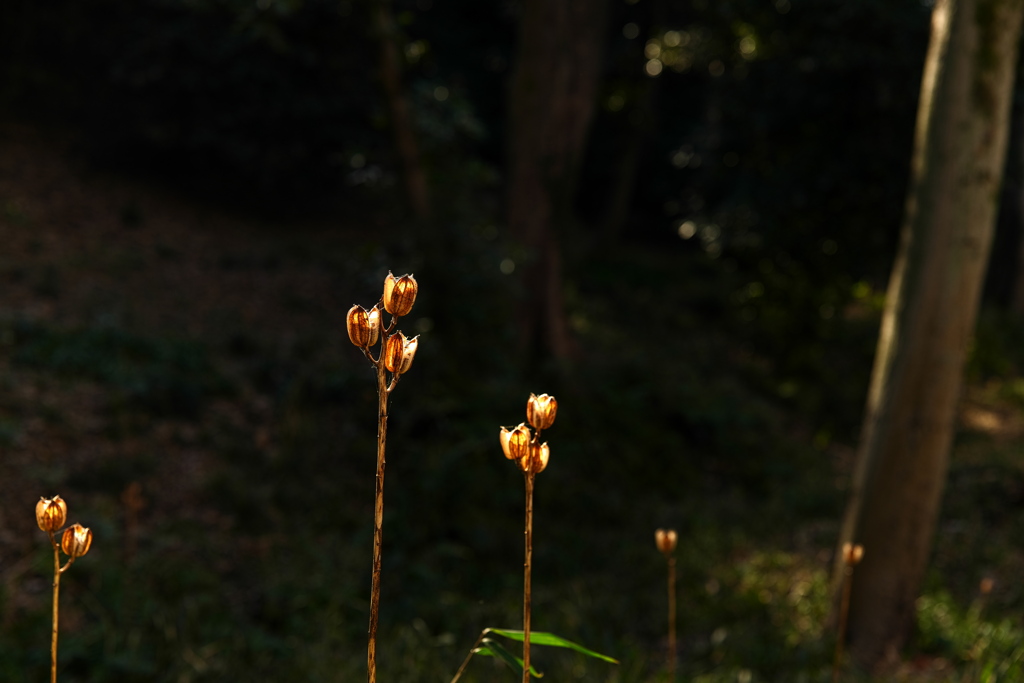 立ったまま枯れていく