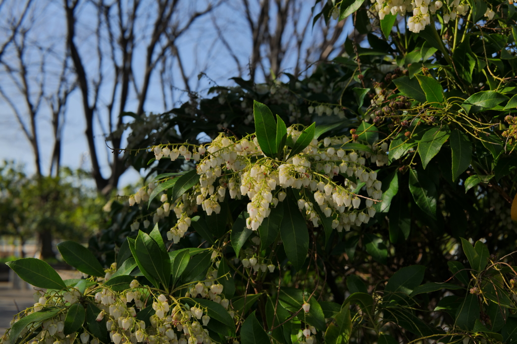 アセビかな？