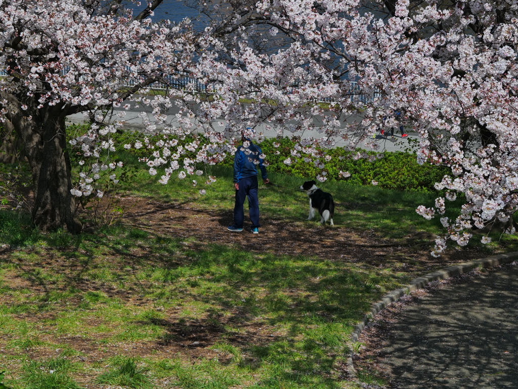 犬「満開の桜だワン！」　飼い主「本当に綺麗な桜だ…今、人間の言葉しゃべった！？」