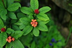 小さき花、可愛い花