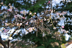 梅