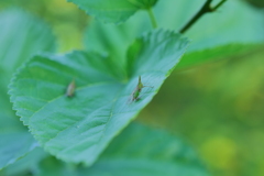ツノゼミか？